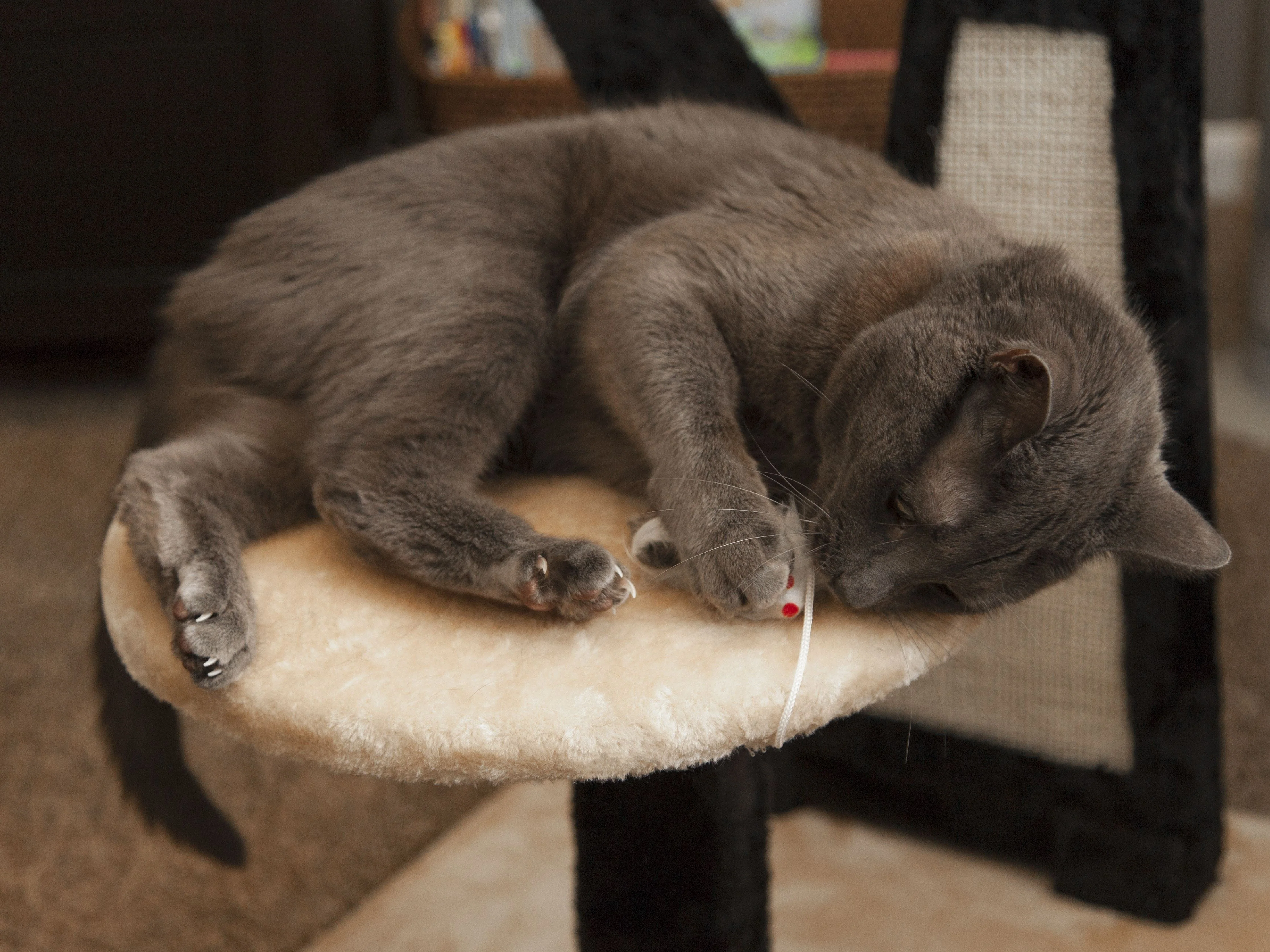 Cat Tree - 3 Tier - Image 22