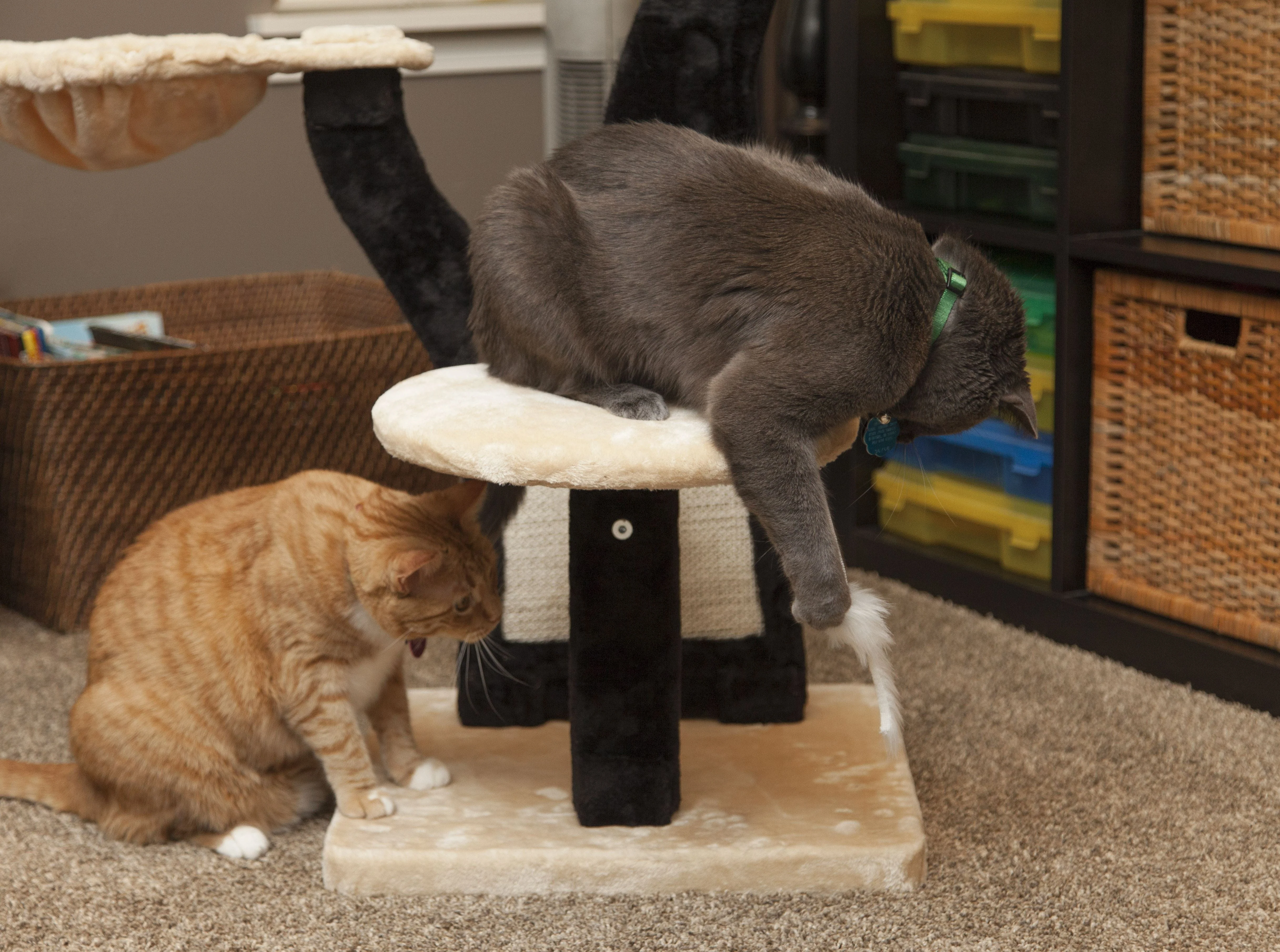Cat Tree - 3 Tier - Image 24
