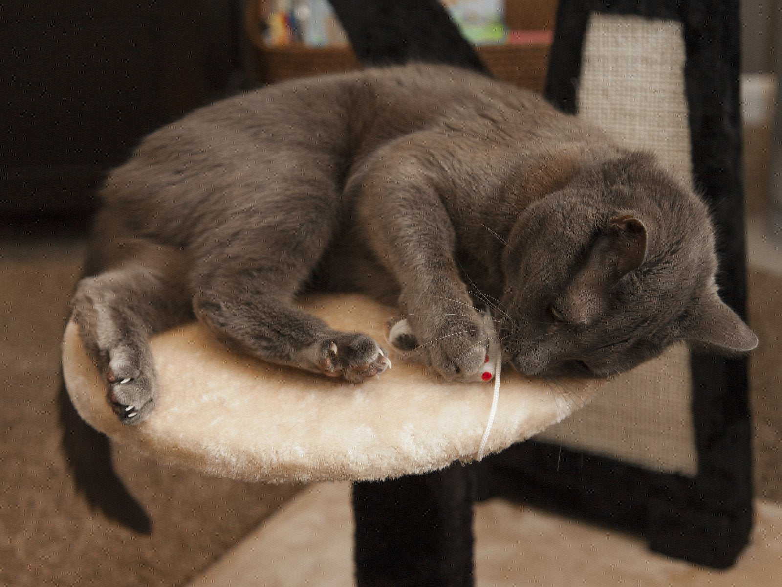 Cat Tree - 3 Tier - Image 28