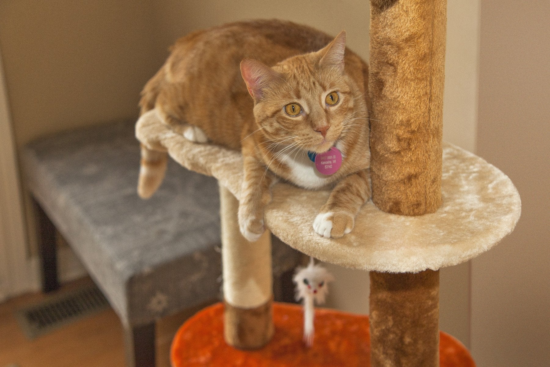 Cat Tree - 3 Tier - Image 29