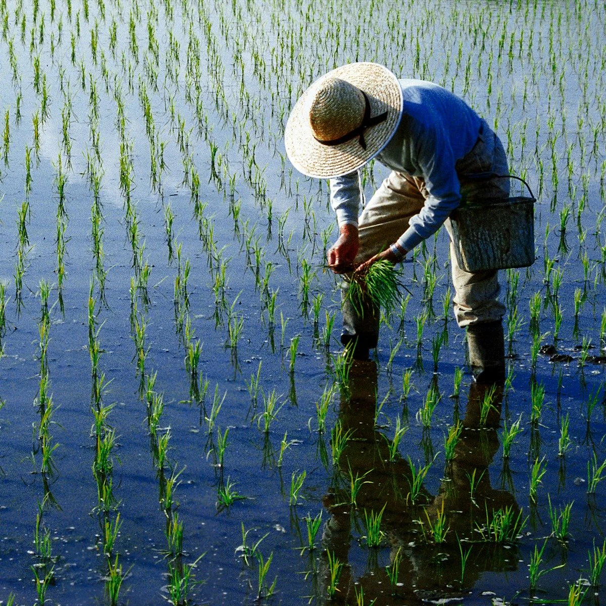 Japanese Premium Rice - Koshihikari Niigata - Image 6