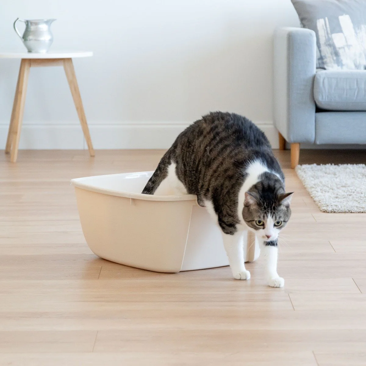 Open-Top Cat Litter Pan - Jumbo - Image 2