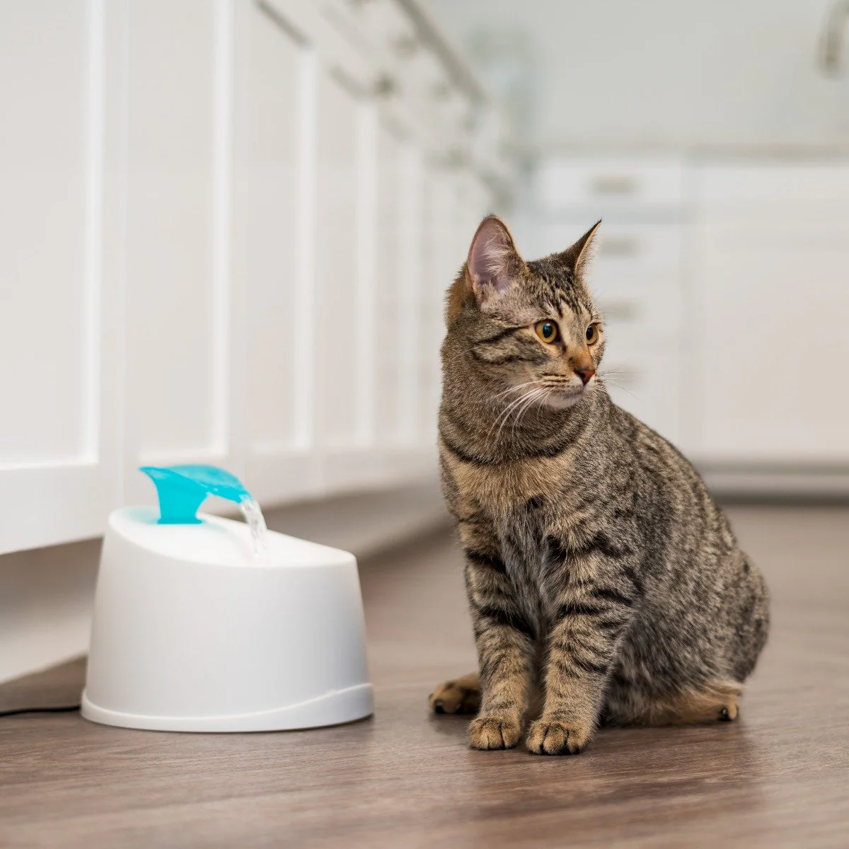 Pet Water Fountain - Image 16