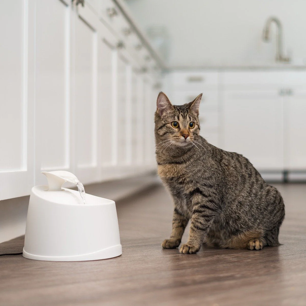 Pet Water Fountain - Image 8