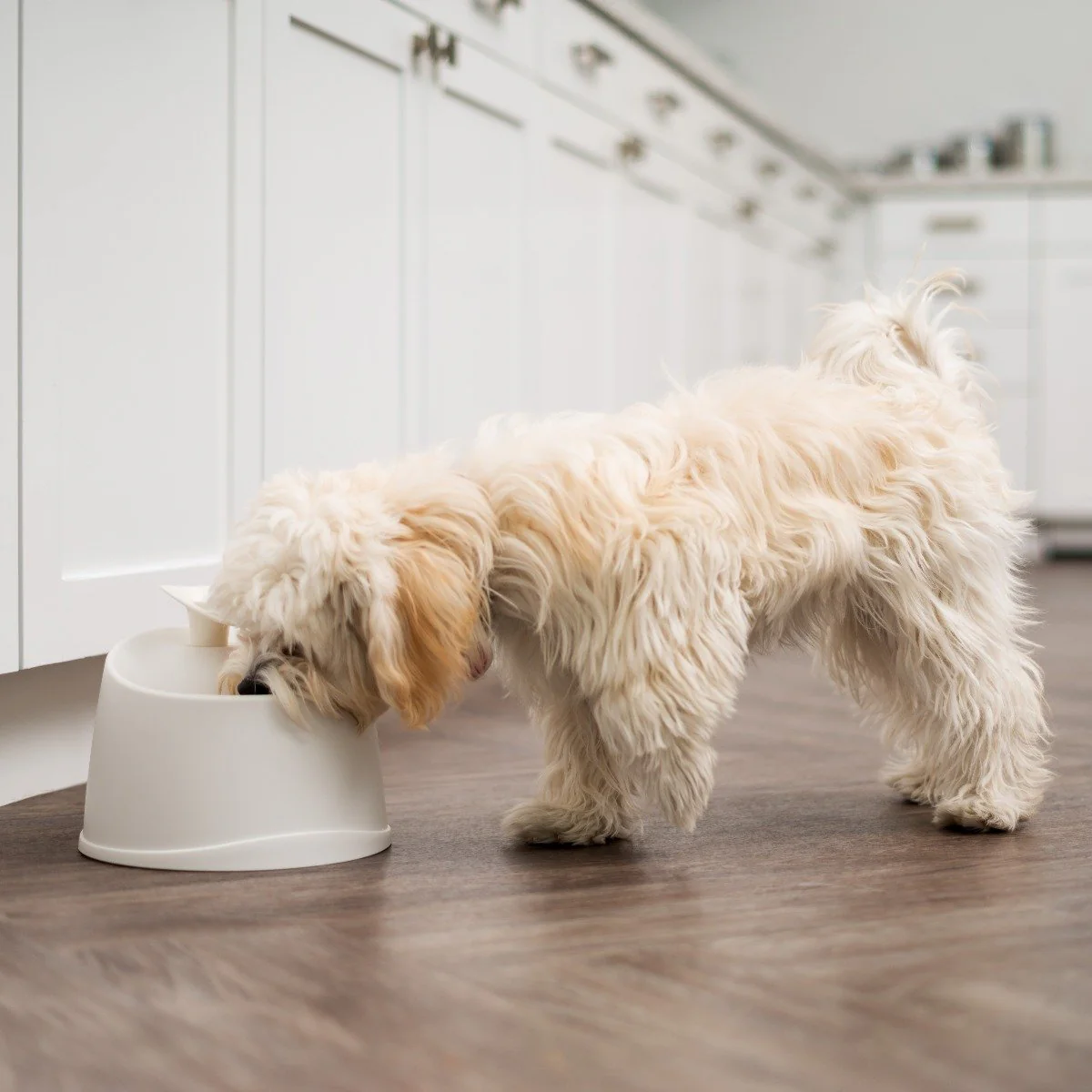 Pet Water Fountain - Image 9