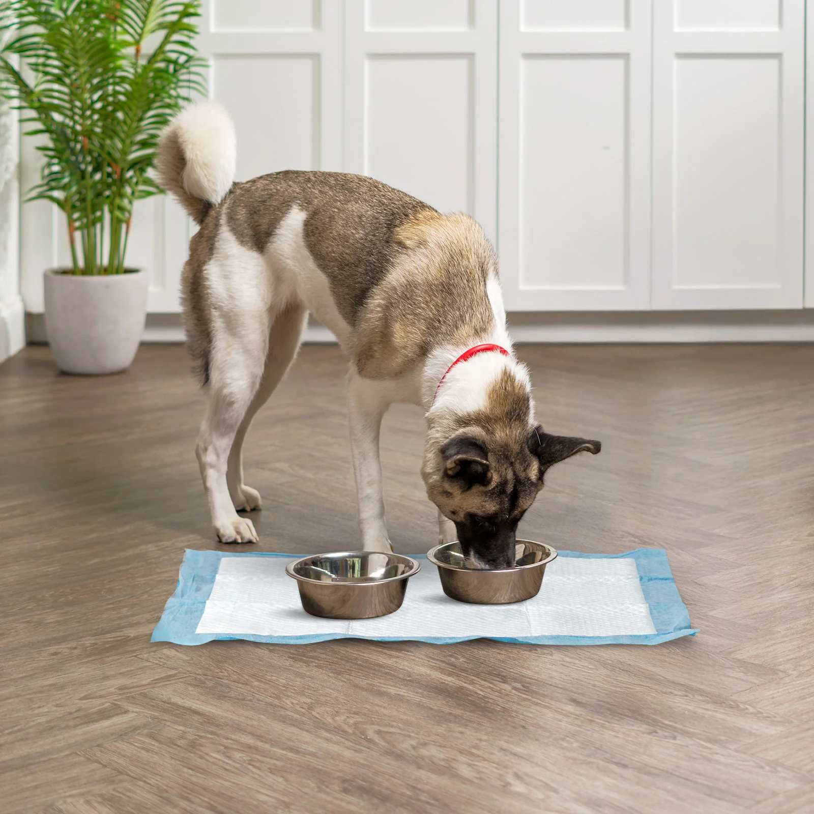Puppy Pads with Quick-Dry Leak-Proof Design for Potty Training, 22x22" Inch, 100 Count - Image 6