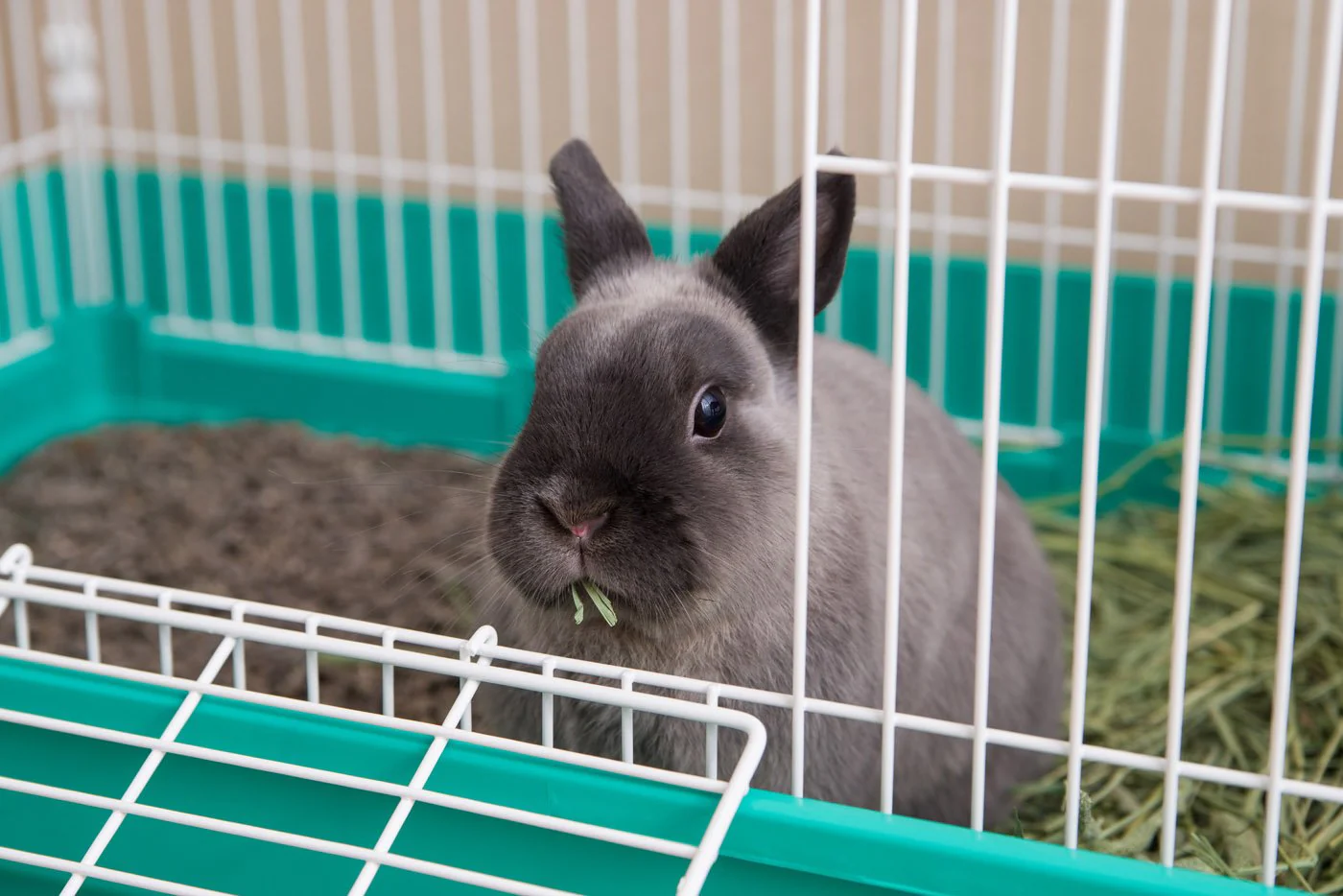 Rabbit Cage - Medium - Image 5