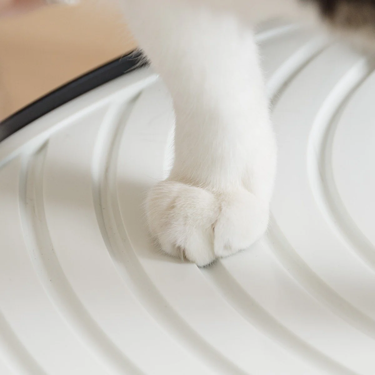 Top Entry Cat Litter Pan - Large - Image 28