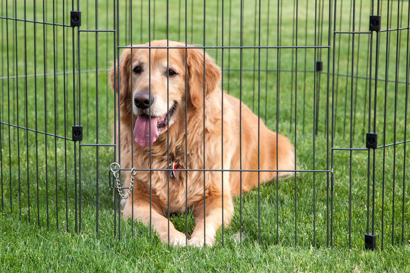 Wire Pet Pen - 48-inch - Image 13